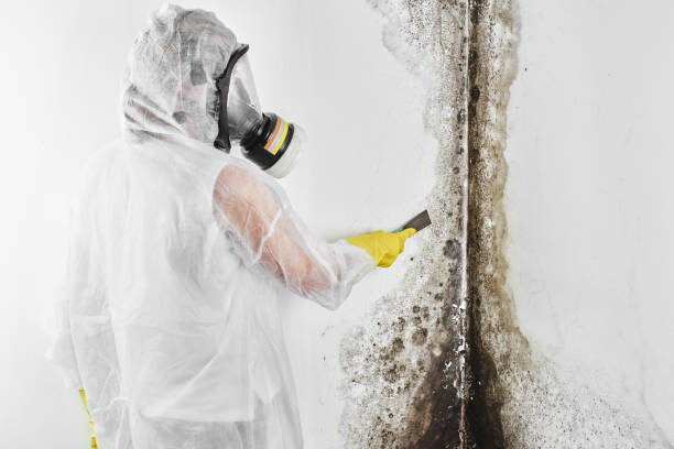 Best Black Mold Removal  in Galax, VA