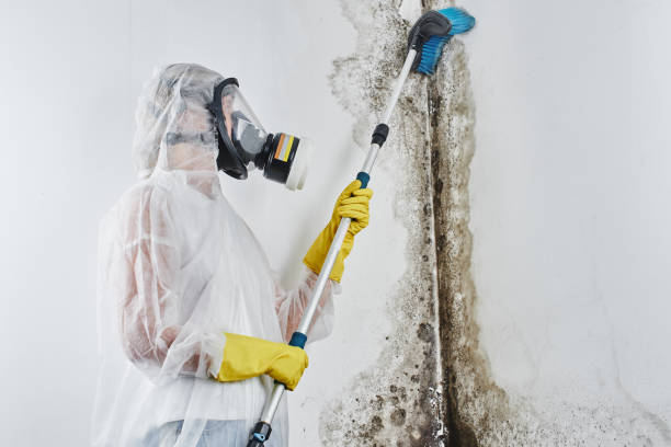 Best Best Mold Removal Companies  in Galax, VA