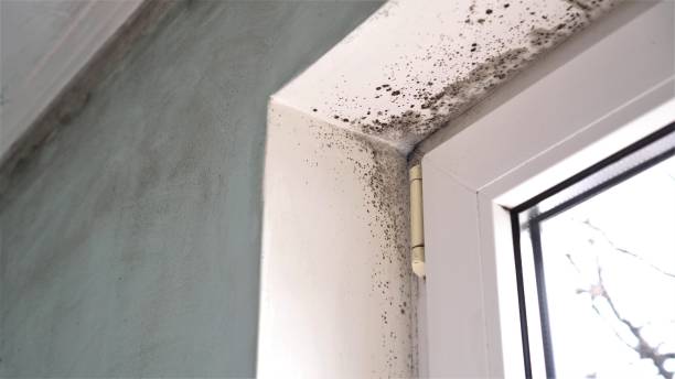Best Mold Testing  in Galax, VA