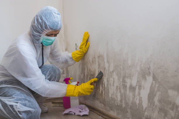 Best Mold Remediation Experts  in Galax, VA