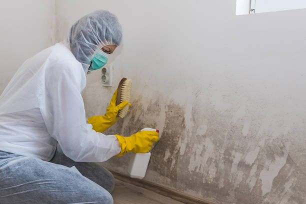 Best Emergency Mold Removal  in Galax, VA
