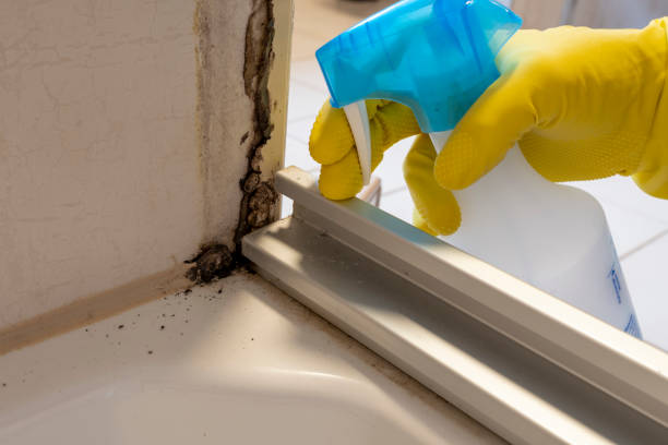 Best Mold Remediation  in Galax, VA