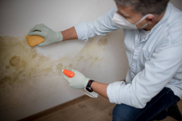 Best Mold Remediation  in Galax, VA
