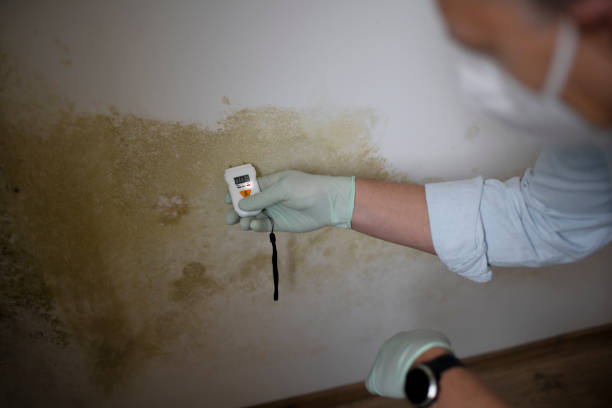 Best Certified Mold Removal  in Galax, VA