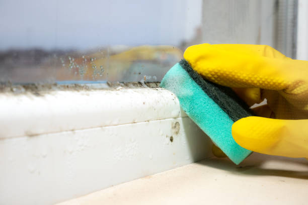 Best Mold Removal Company Near Me  in Galax, VA