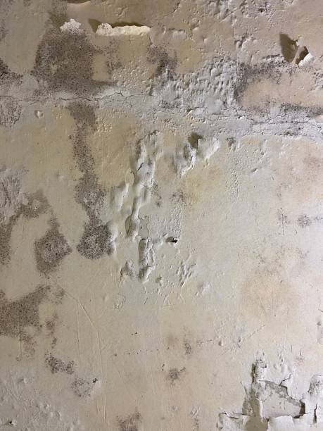 Best Home Mold Removal  in Galax, VA