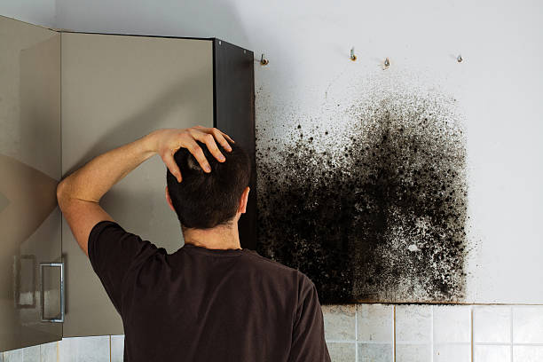 Best Affordable Mold Removal  in Galax, VA