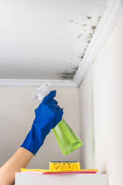 Best Mold Removal and Inspection  in Galax, VA